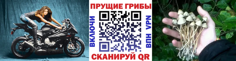 Псилоцибиновые грибы мицелий Пугачёв